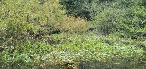 [Floating Marsh Pennywort, 14:14:26, 30.6893958, -83.4219618]