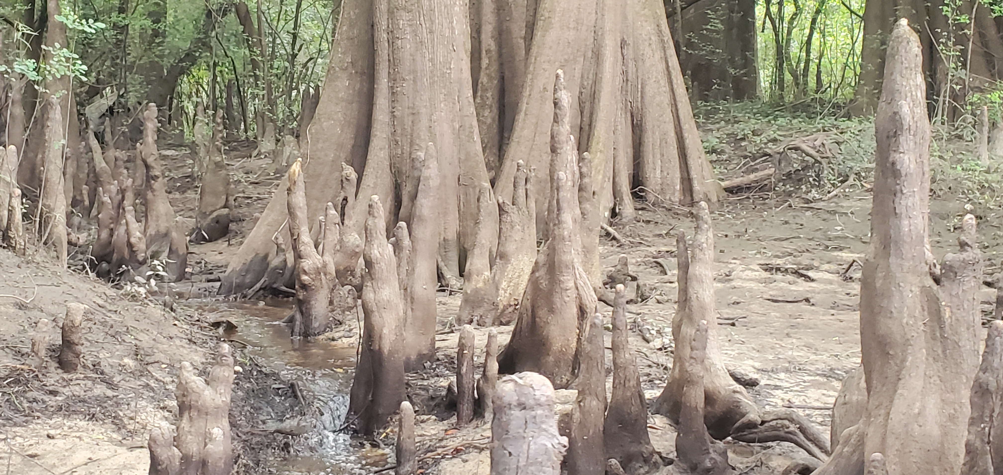 Cypress knees with water flow, 12:06:57, 30.6955920, -83.4432170