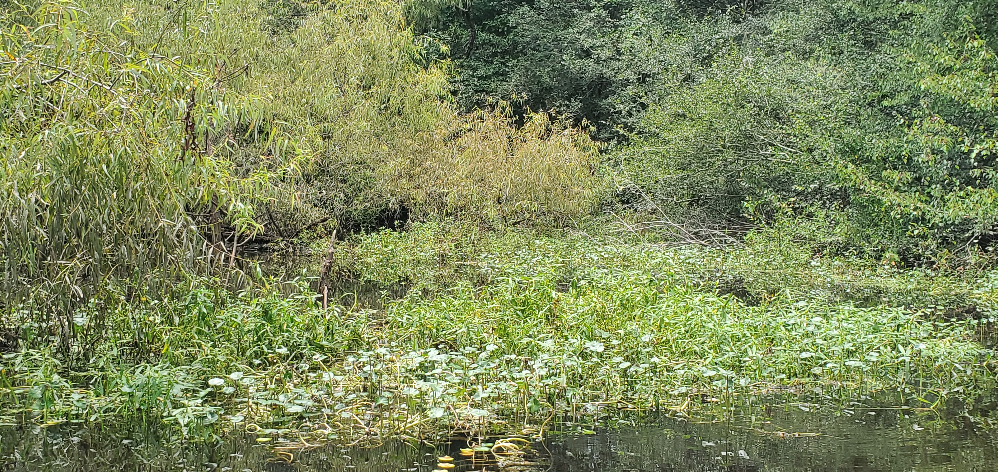 Floating Marsh Pennywort, 14:14:26, 30.6893958, -83.4219618