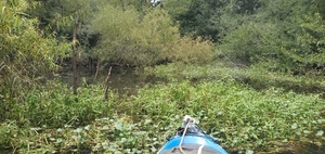 [Closer, Floating Marsh Pennywort, 14:14:33, 30.6893960, -83.4219620]