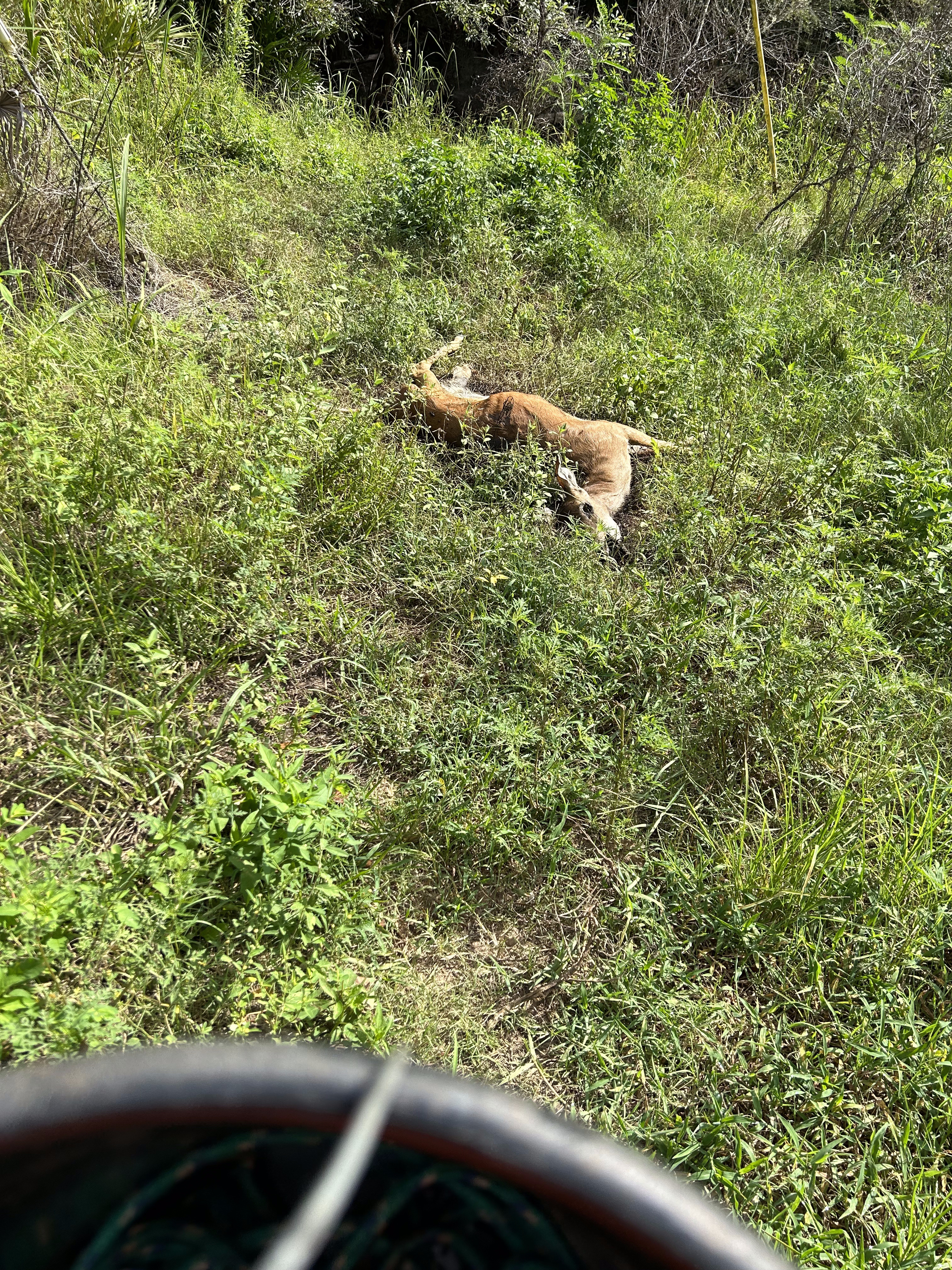 Franklinville deer, Withlacoochee River @ Frankinville Road 2023-08-10