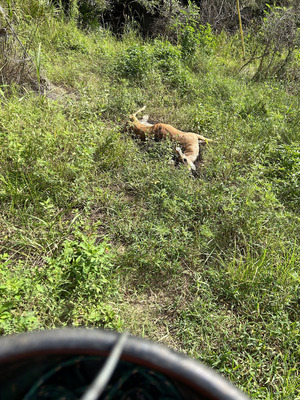 [Franklinville deer, Withlacoochee River @ Frankinville Road 2023-08-10]