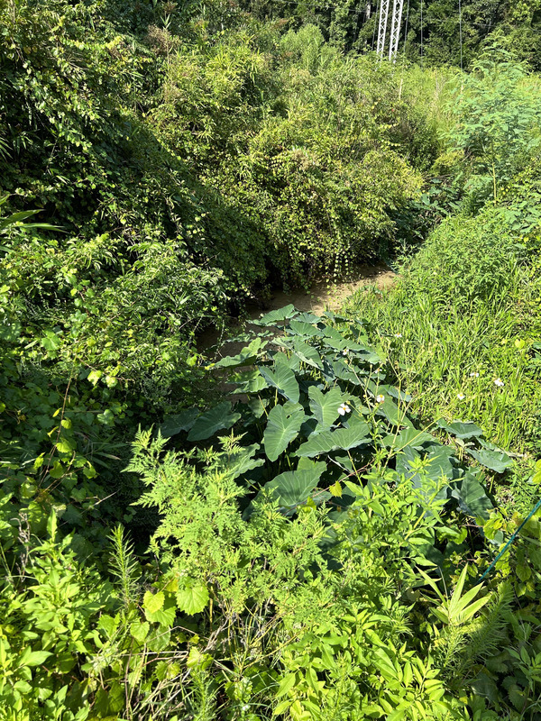 [Crawford Branch, Withlacoochee River @ Skipper Bridge Road 2023-08-17]