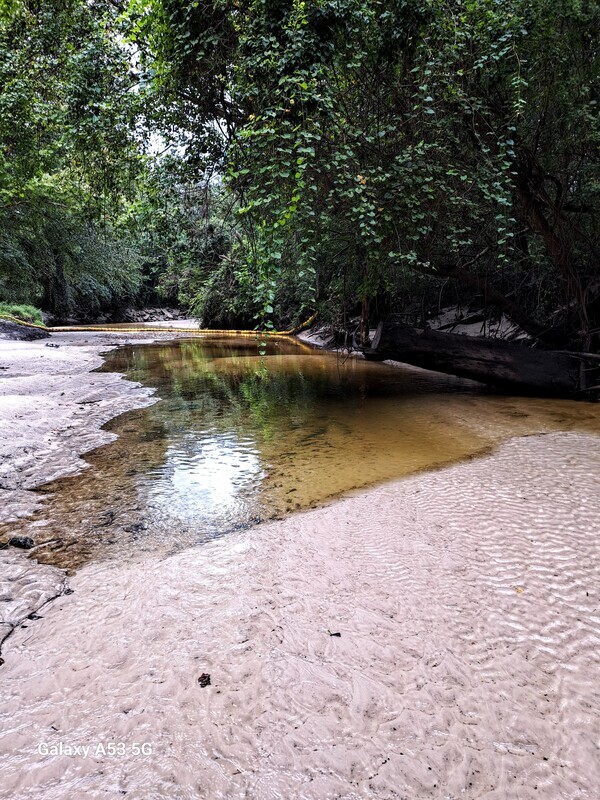 [Sugar Creek, Withlacoochee River @ Gornto Road 2023-08-17]