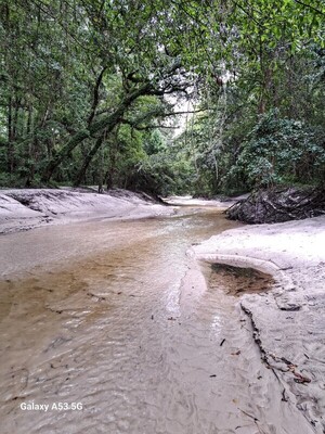 [Sugar Creek upstream, Withlacoochee River @ Gornto Road 2023-08-17]