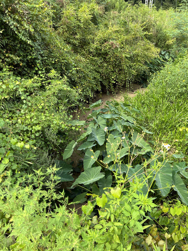 [Crawford Branch, Withlacoochee River @ Skipper Bridge Road 2023-08-24]