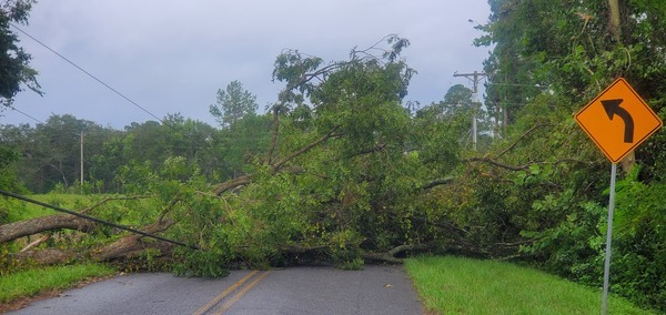 [Deadfall on power lines on road]