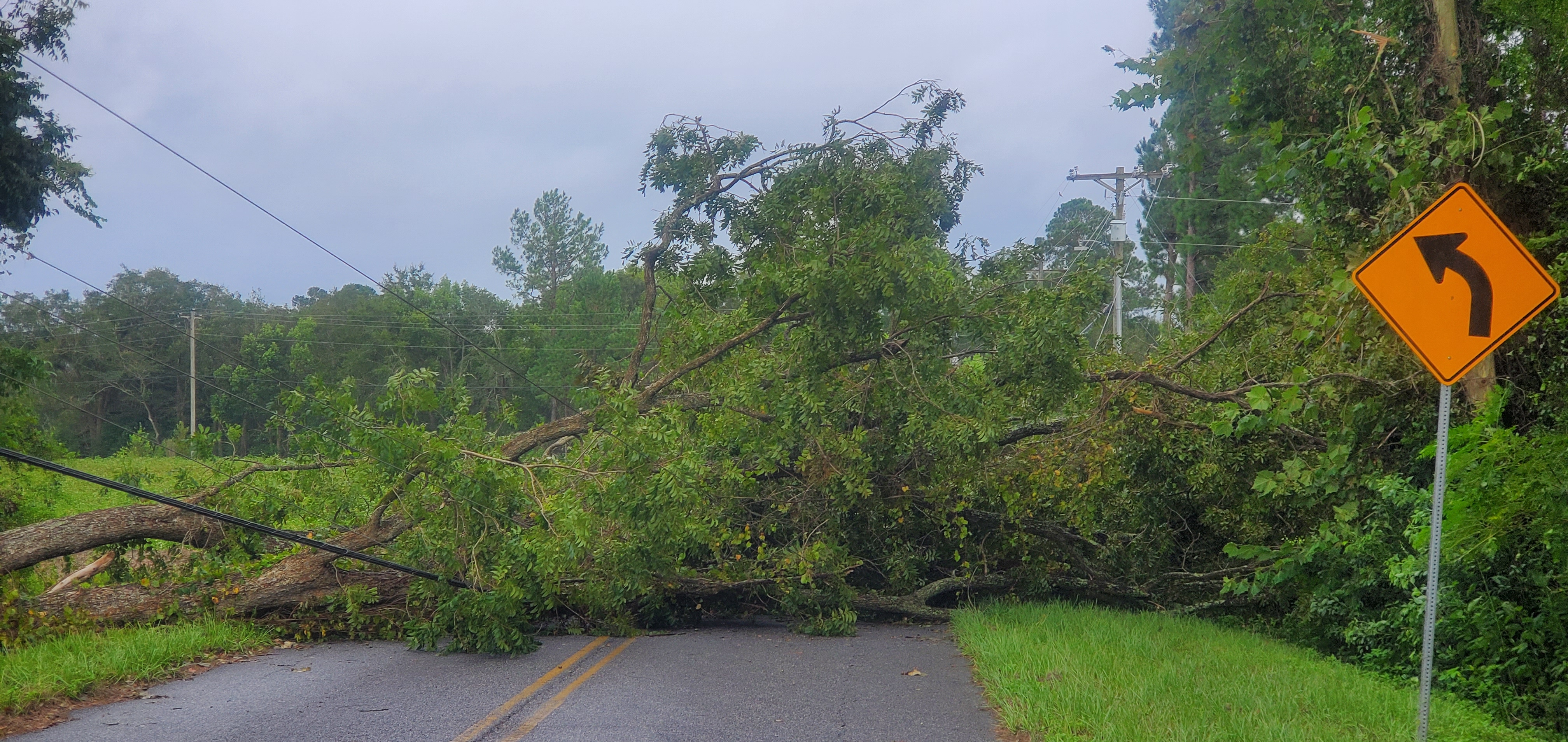 Deadfall on power lines on road