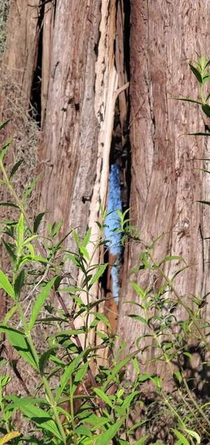[Movie: Flittering and chittering bats inside a cleft tree (34M)]