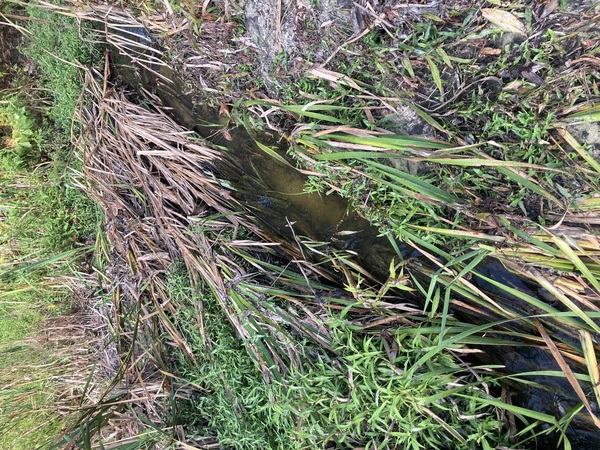 [Alapaha, GA, WWTP Outflow, Alapaha River 2023-09-07]