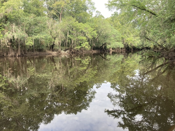 [Above Sheboggy Boat Ramp, US 82, Alapaha River 2023-09-07]