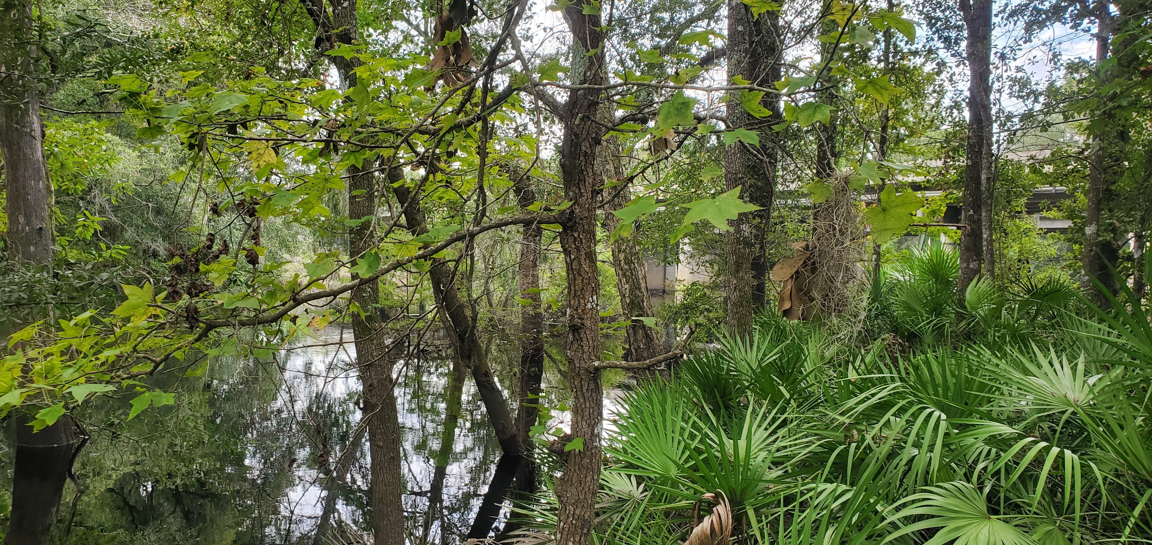 US 41 Landing upstream, Withlacoochee River @ North Valdosta Road 2023-09-07