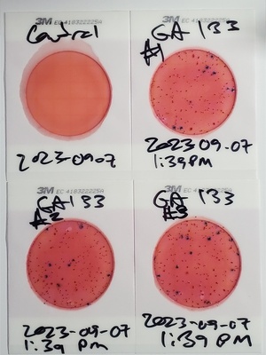 [Plates, GA 133 Landing 2023-09-07]