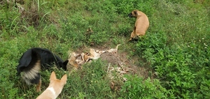 [Deer carcass, Franklinville deer, Withlacoochee River @ Frankinville Road 2023-09-07]