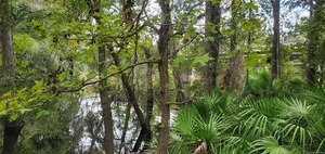 [US 41 Landing upstream, Withlacoochee River @ North Valdosta Road 2023-09-07]