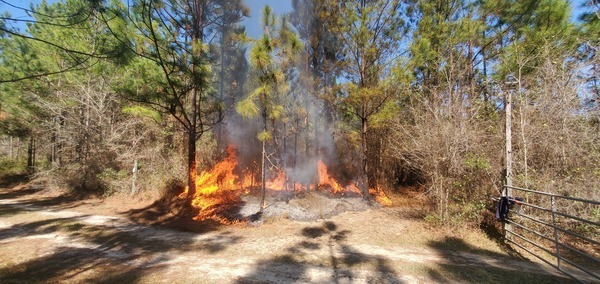 Prescribed burn by front gate, 6565 Quarterman Road