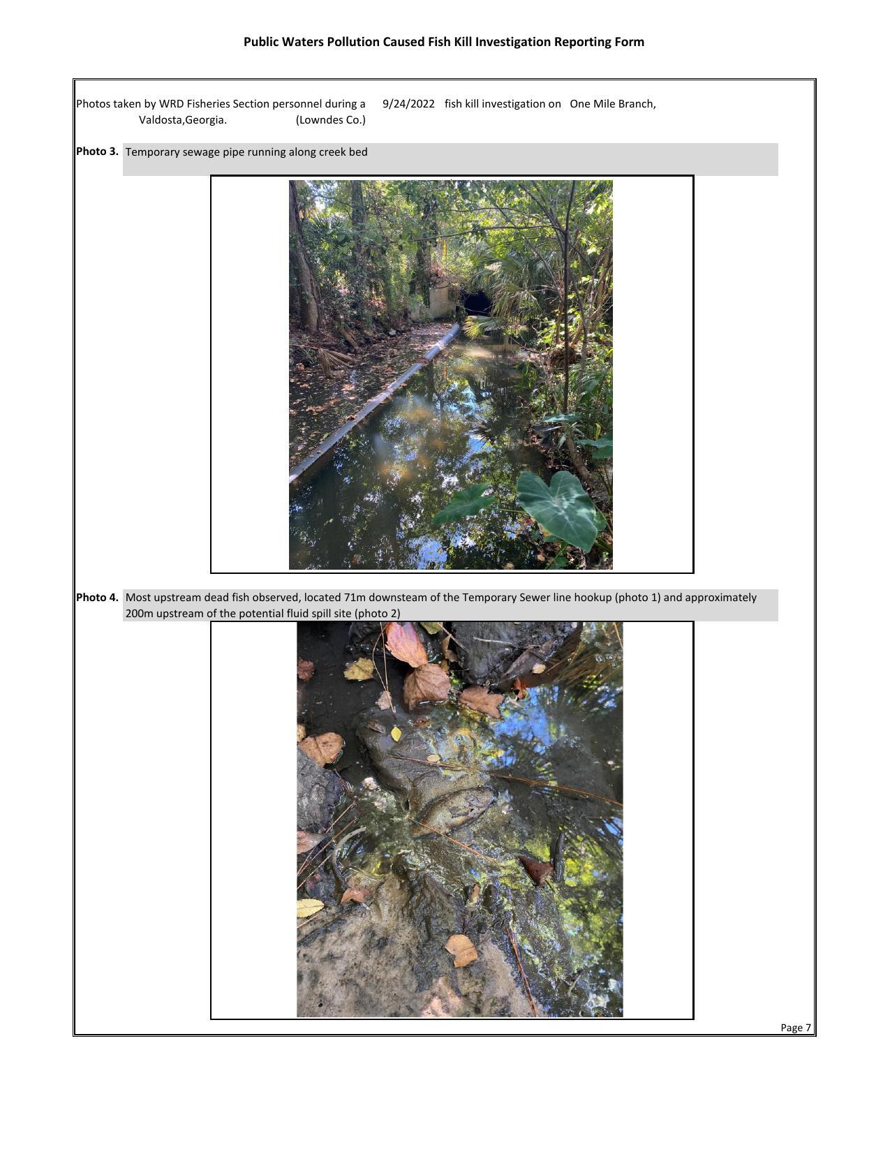 Photo 3. Temporary sewage pipe running along creek bed; Photo 4. Most upstream dead fish observed, located 71m downsteam of the Temporary Sewer line hookup (photo 1) and approximately 200m upstream of the potential fluid spill site (photo 2)