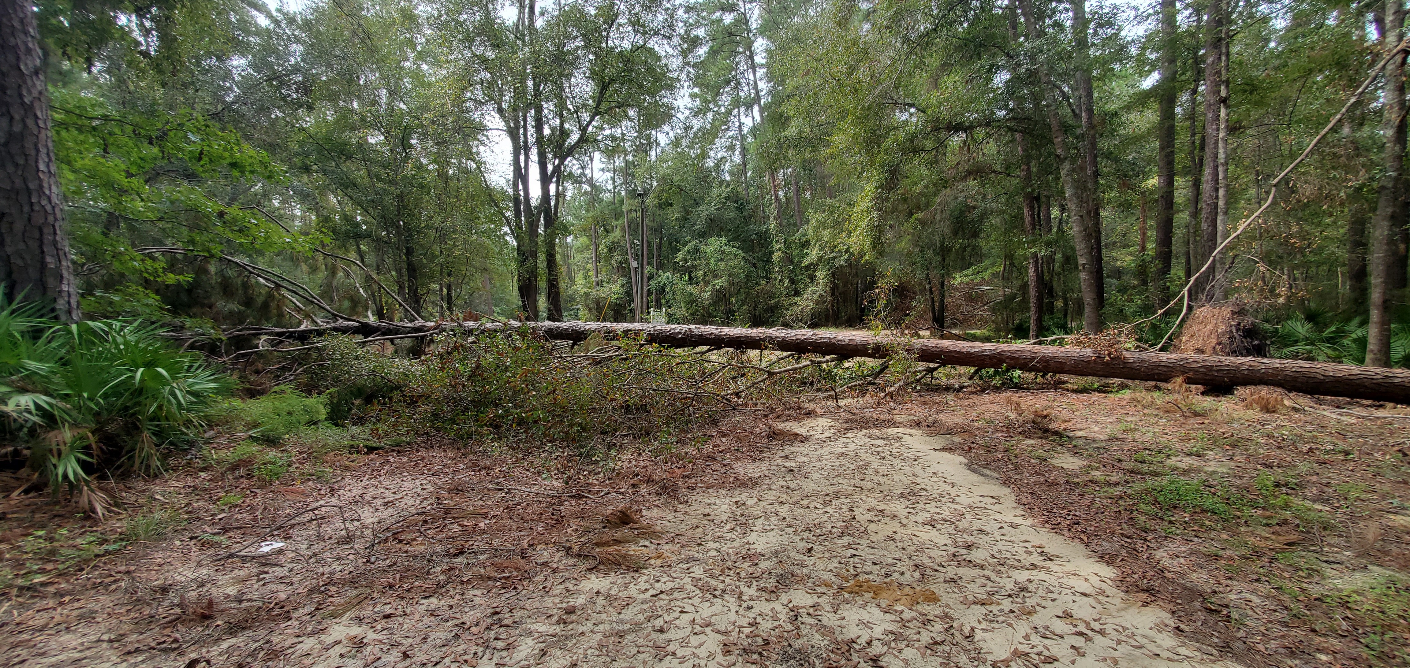 Deadfall pine, Langdale Park, Withlacoochee River 2023-09-28, 2023:09:28 12:06:15, 30.8859026, -83.3211795