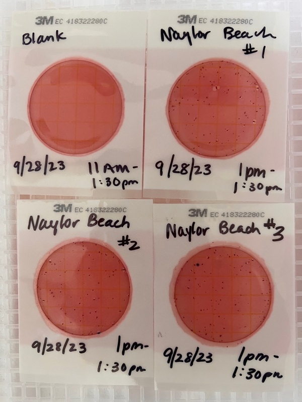 Plates, Naylor Park Beach, Alapaha River, 2023-09-28