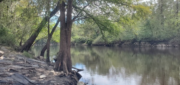 Downstream, State Line Boat Ramp @ GA 31, Withlacoochee River 2023-09-28, 13:17:07, 30.6356814, -83.3113831