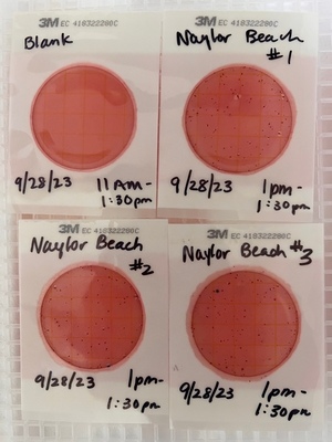 [Plates, Naylor Park Beach, Alapaha River, 2023-09-28]