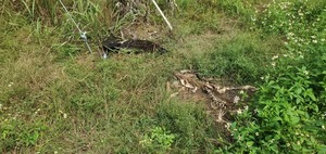 [Deer carcass and buzzard wing, Franklinville Landing, Withlacoochee River 2023-09-28, 11:35:07, 30.9812967, -83.2680893]