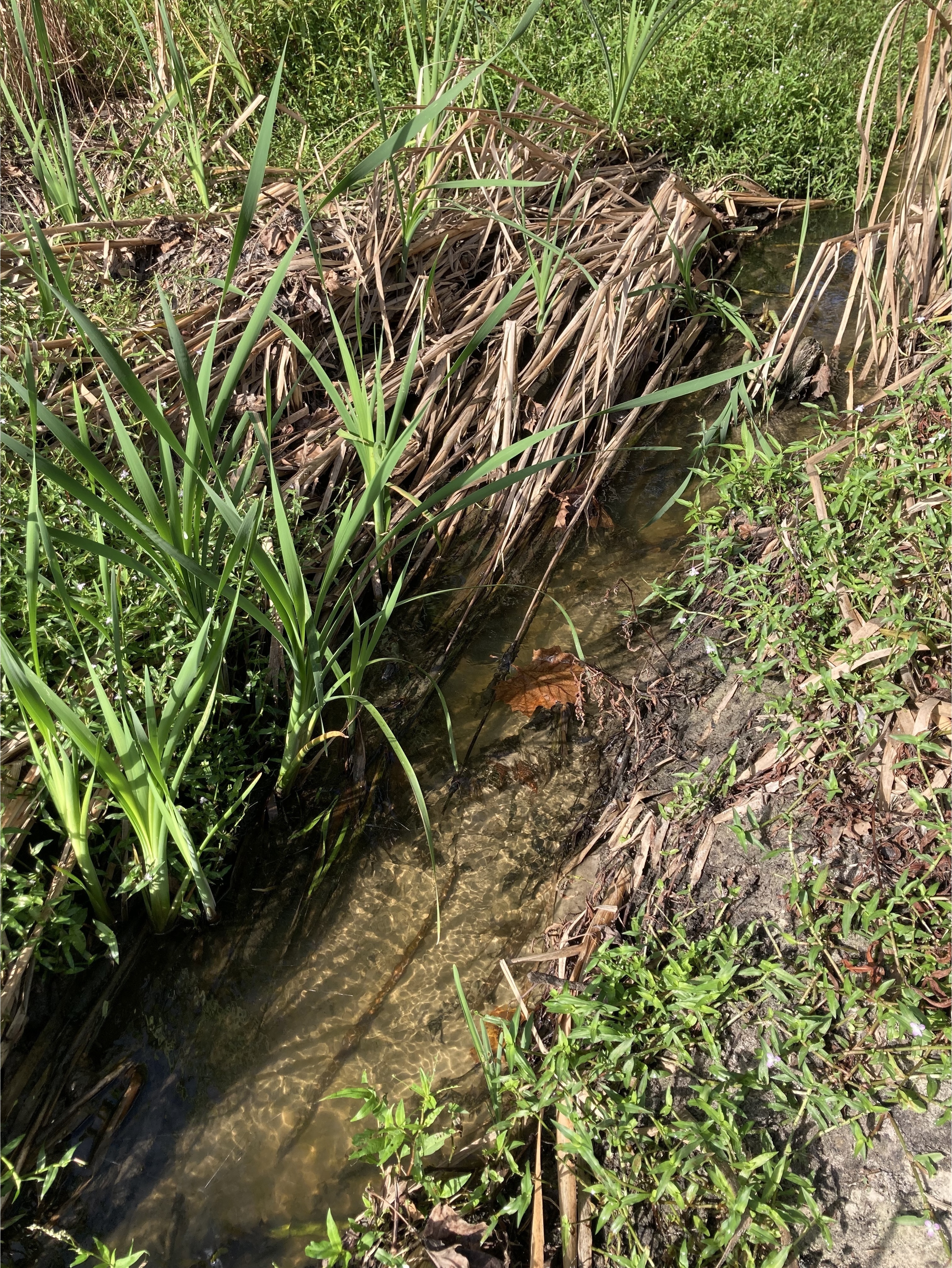 Alapaha WWT Outflow 2023-09-30