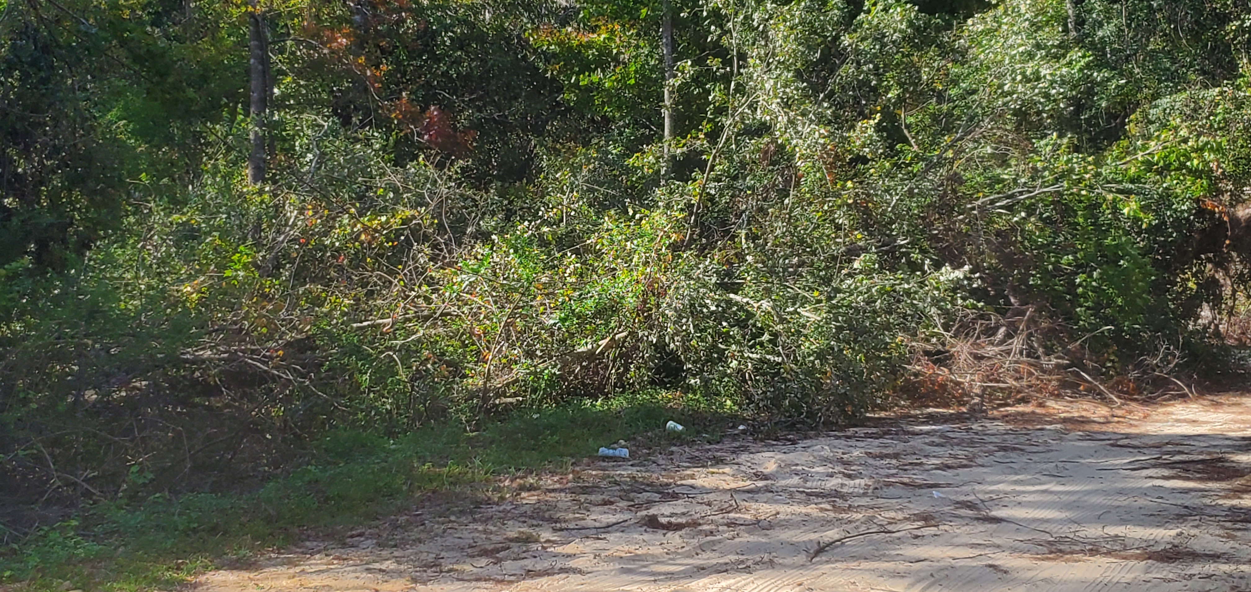 Deadfall and trash, Langdale Park @ Hyta Mederer Drive, Withlacoochee River 2023-10-05