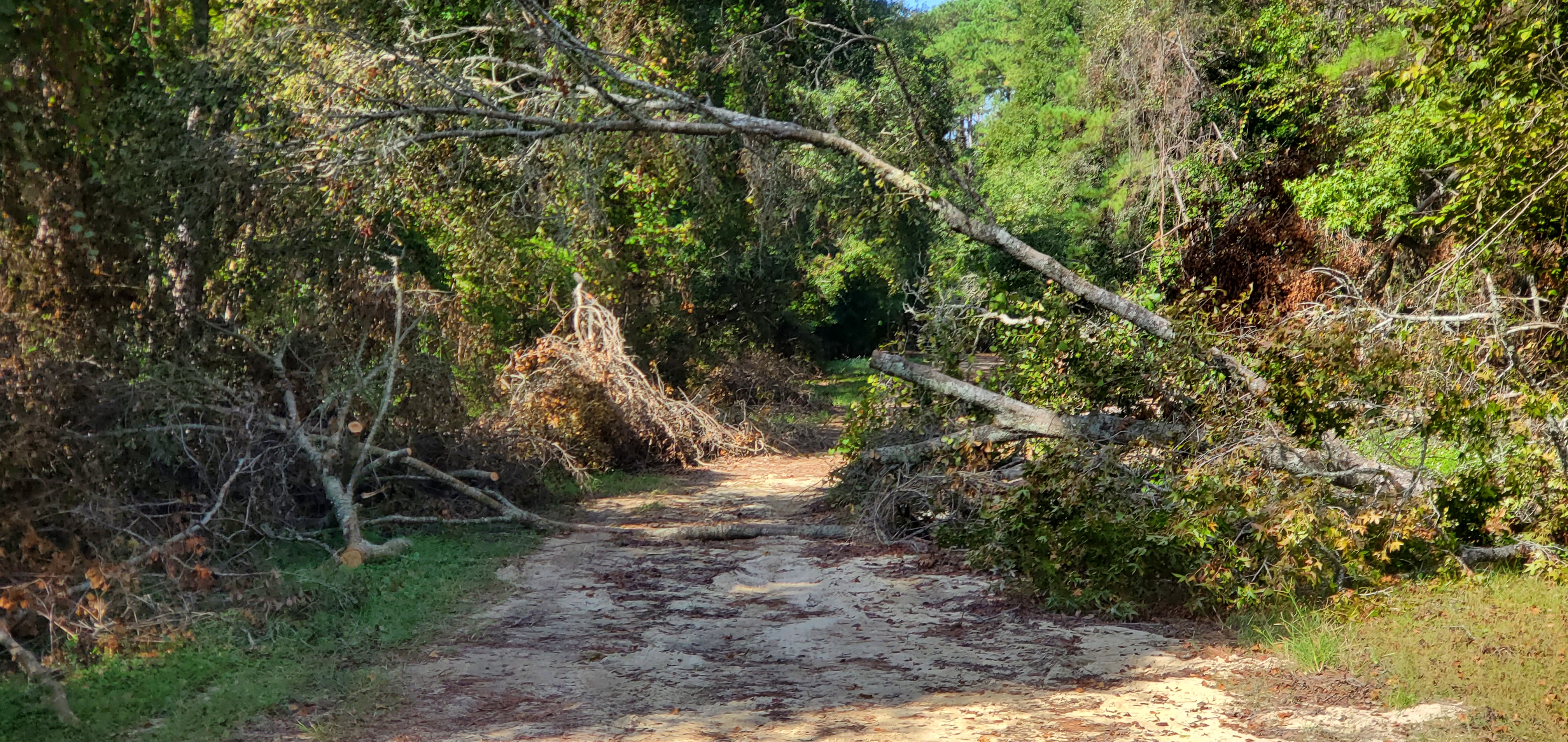 Inner deadfall, Langdale Park @ Hyta Mederer Drive, Withlacoochee River 2023-10-05