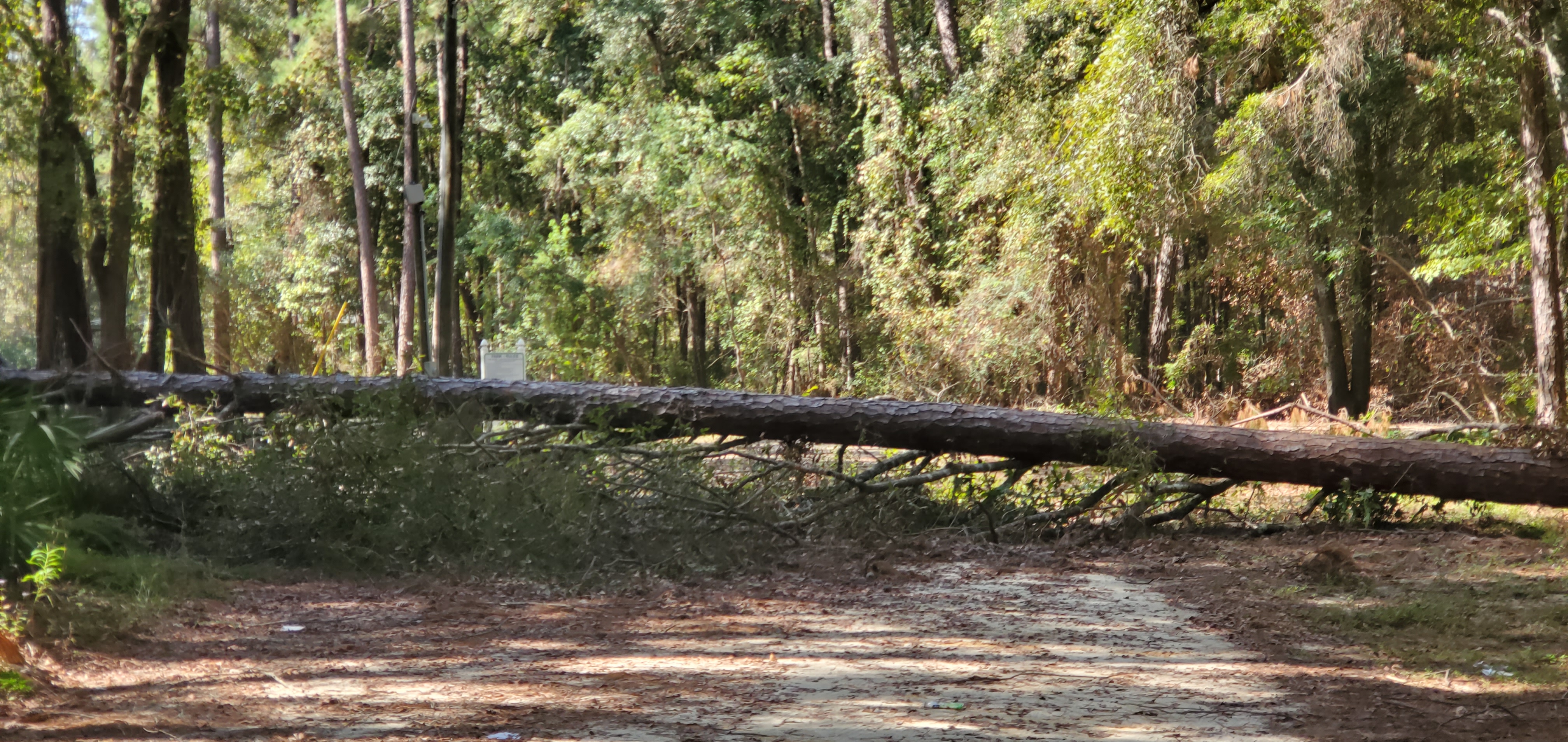 Big pine deadfall, Langdale Park @ Hyta Mederer Drive, Withlacoochee River 2023-10-05