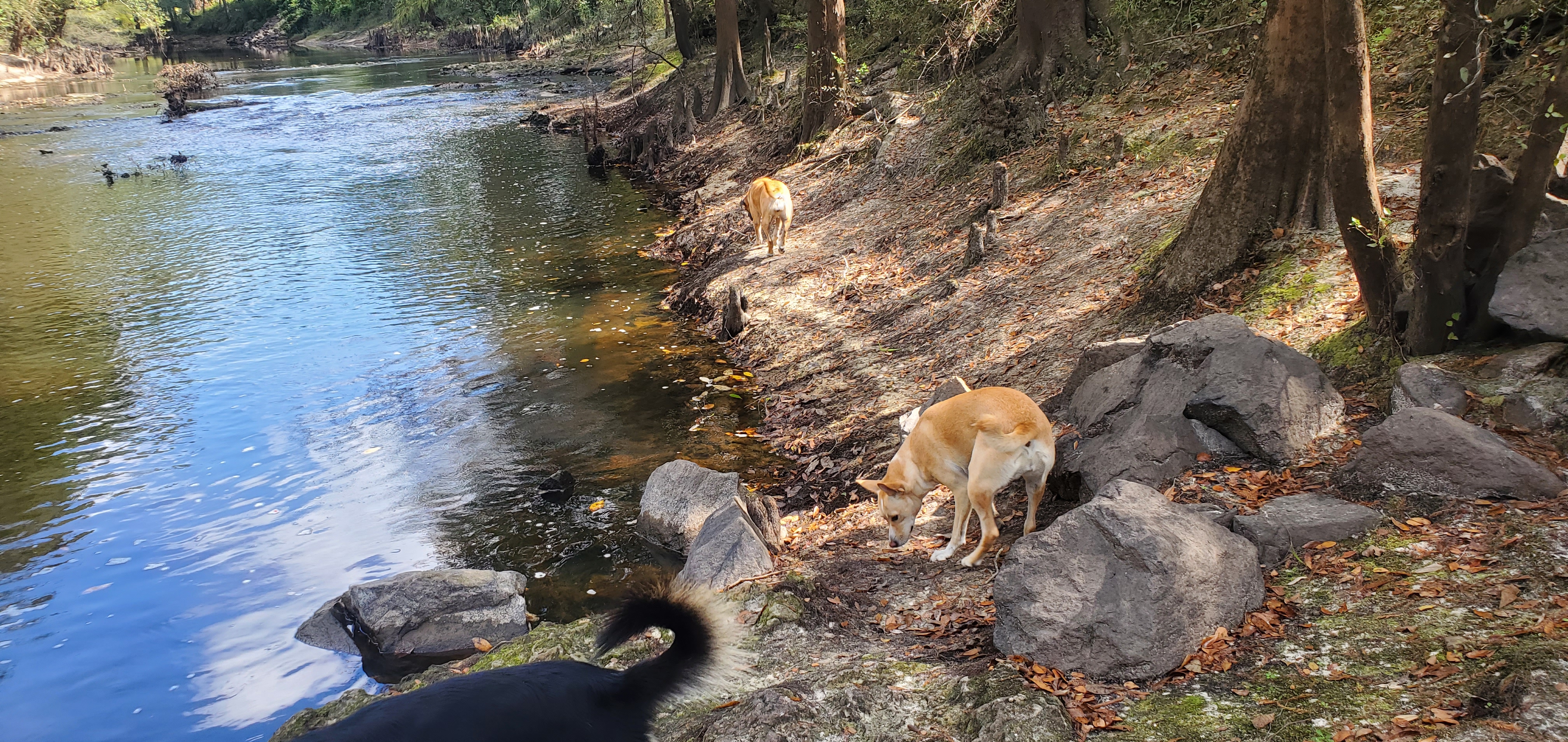 Dog pack, Troupville Boat Ramp, GA 133, Little River 2023-10-05