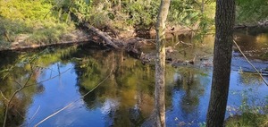 [Deadfall, Statenville Boat Ramp @ GA 94, Alapaha River 2023-10-05]