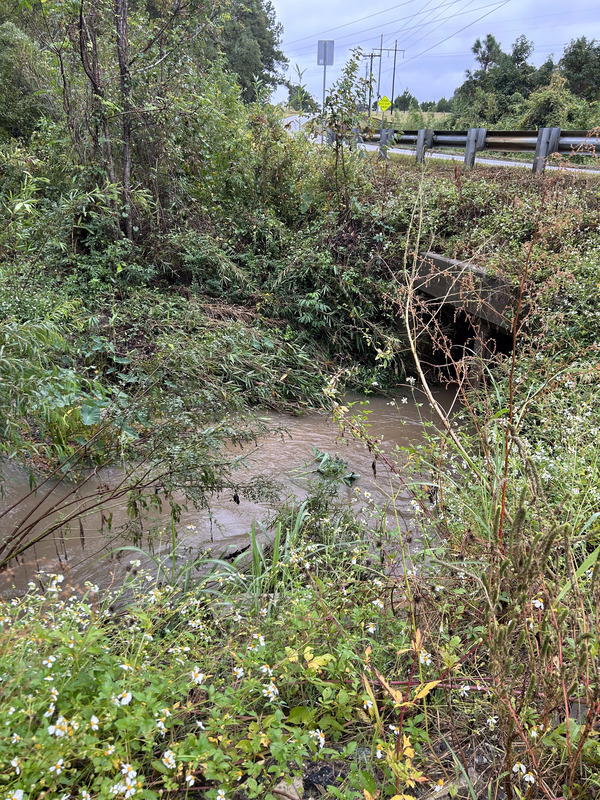 [Crawford Branch, Withlacoochee River @ Skipper Bridge Road 2023-10-12]