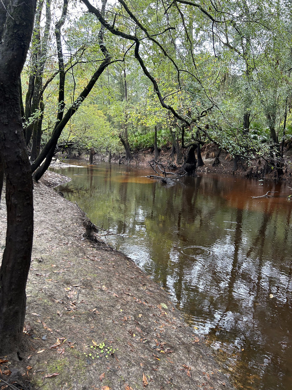 Downstream, Franklinville Landing, Withlacoochee River 2023-10-12