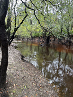 [Downstream, Franklinville Landing, Withlacoochee River 2023-10-12]