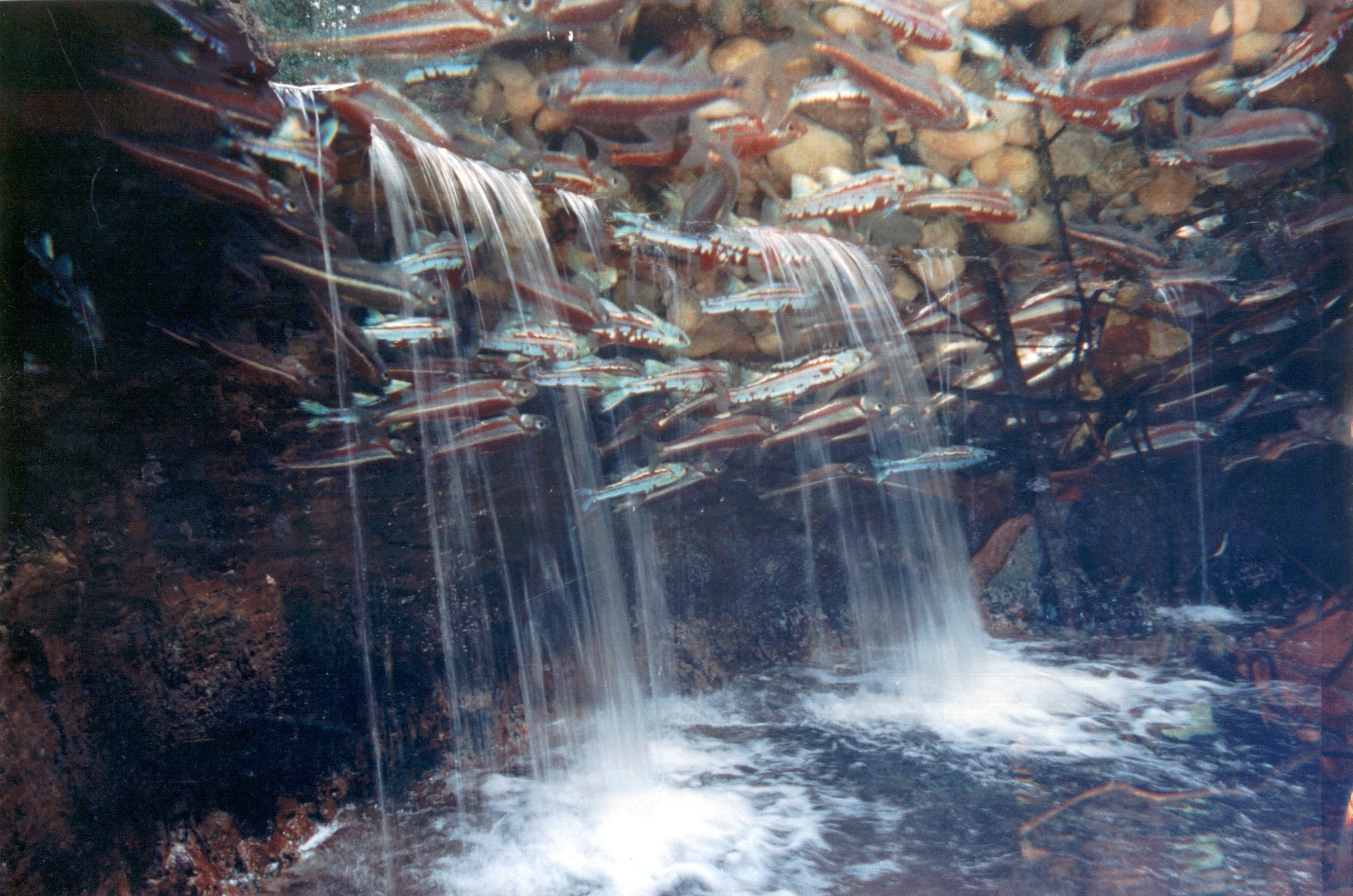 Rainbow shiners spawning in the air