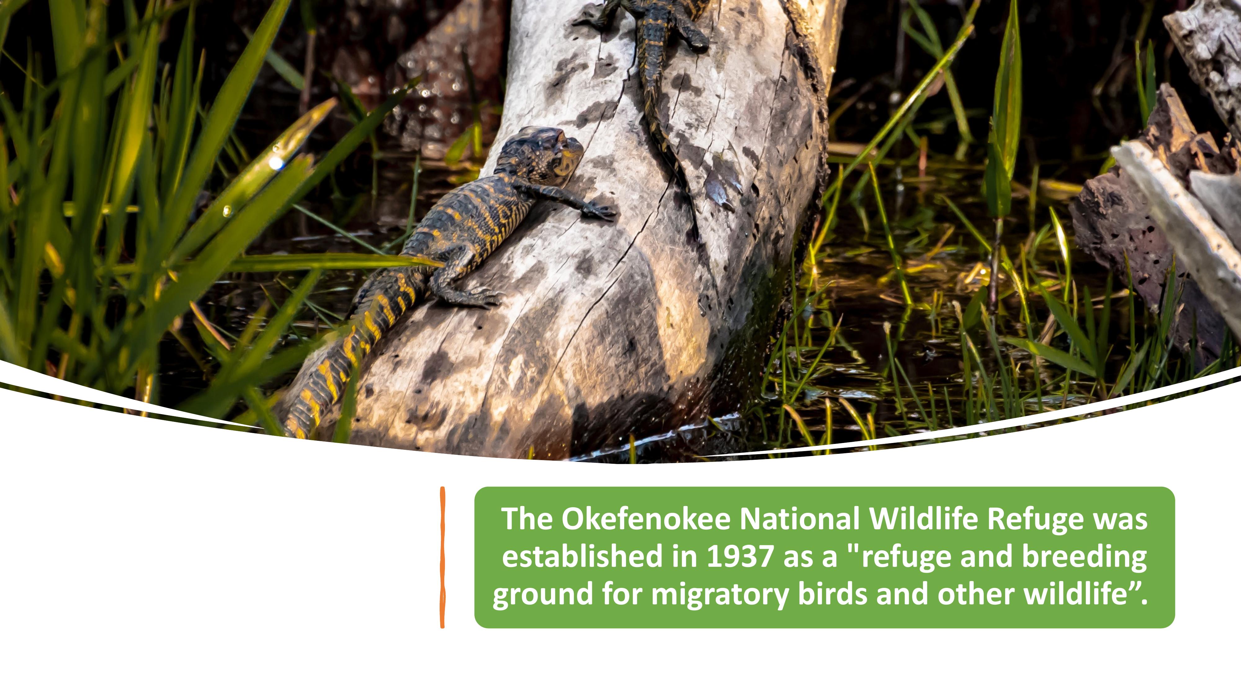 The Okefenokee National Wildlife Refuge was established in 1937 as a 'refuge and breeding ground for migratory birds and other wildlife'.