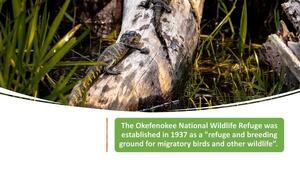 [The Okefenokee National Wildlife Refuge was established in 1937 as a 'refuge and breeding ground for migratory birds and other wildlife'.]