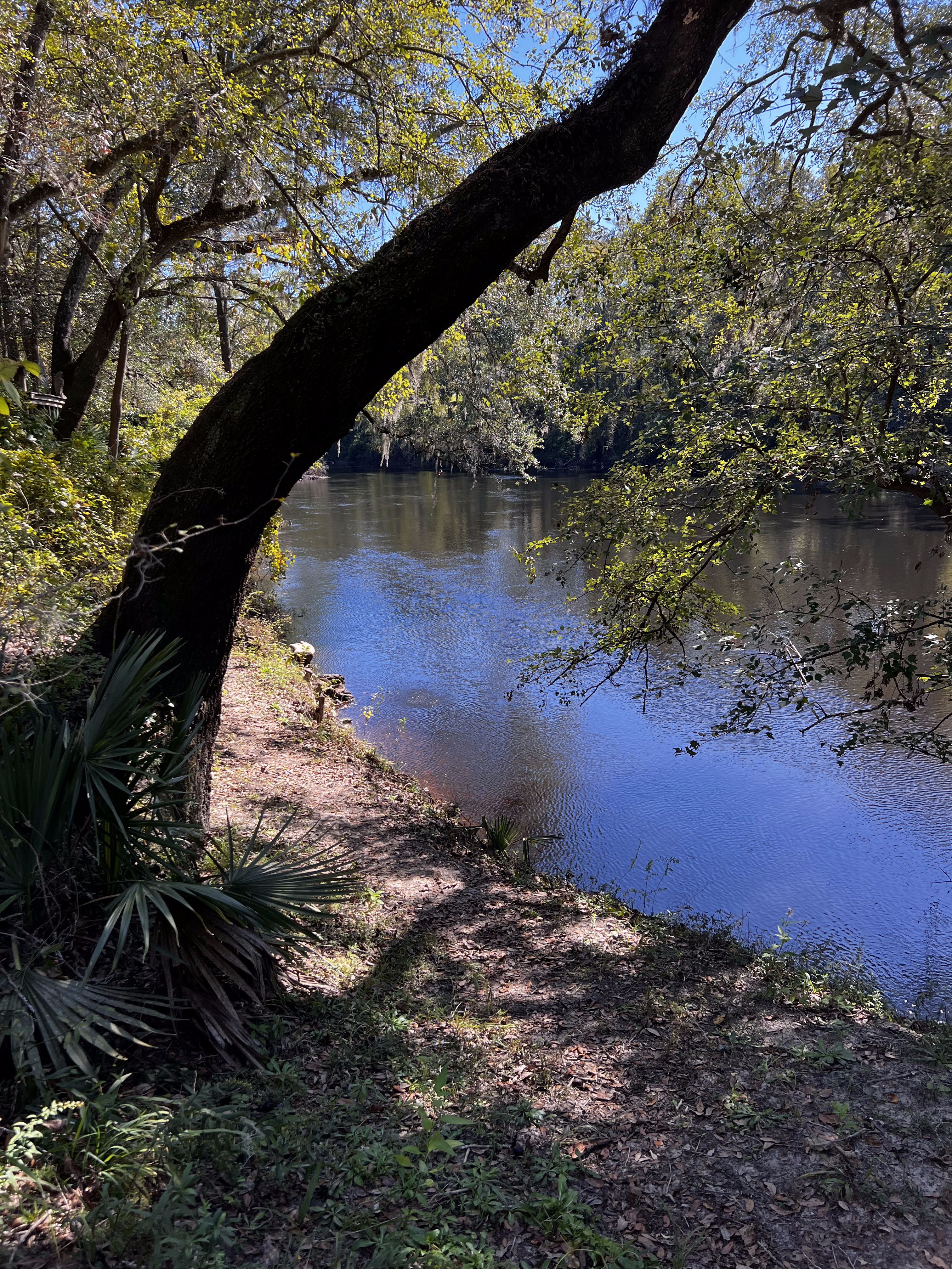 Holly Point, Withlacoochee River, 2023-10-19, 2023:10:17 14:59:55, 30.4140972, -83.2069944