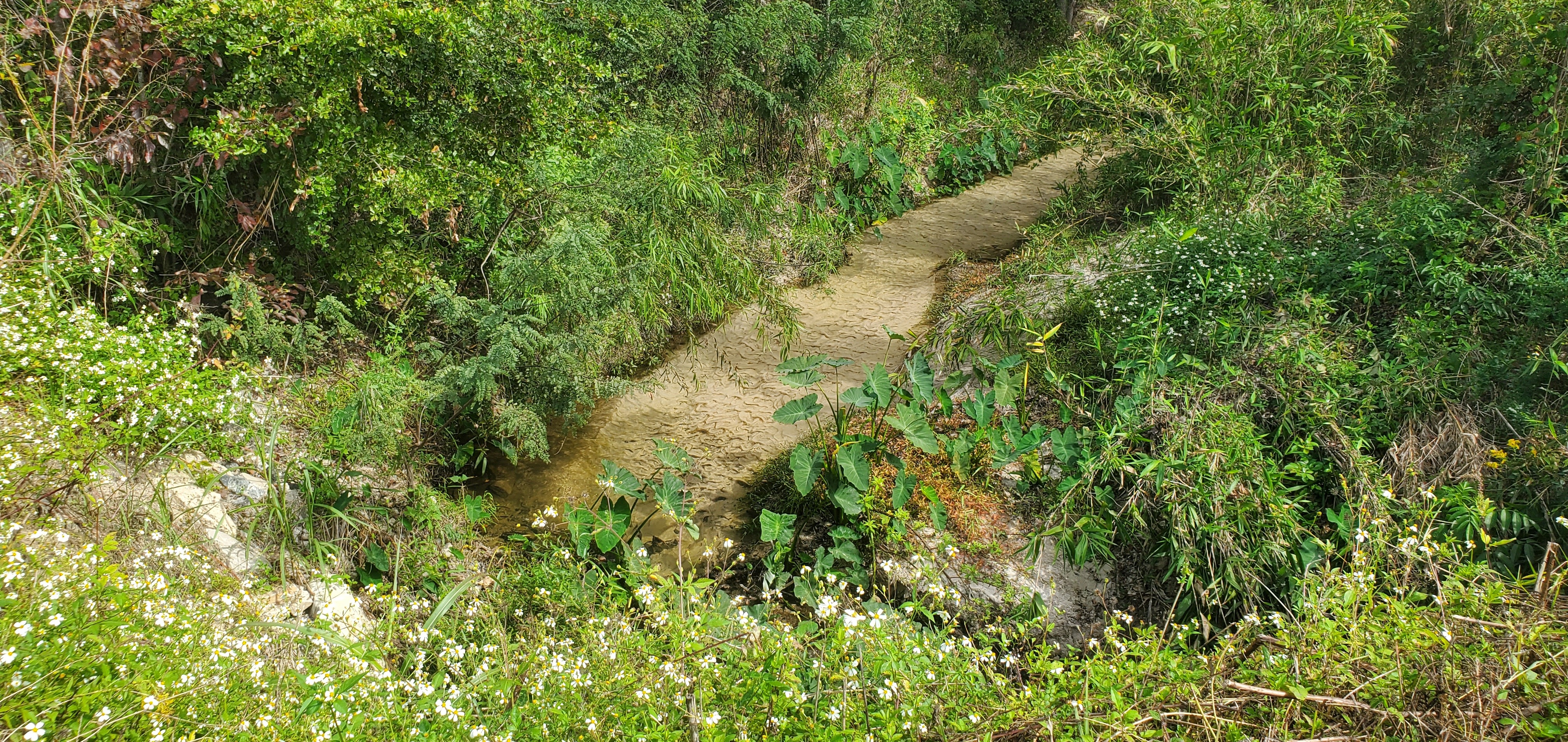 Upstream, Crawford Branch, Skipper Bridge Road 2023-10-19, 2023:10:19 14:26:37, 30.9471963, -83.2651712