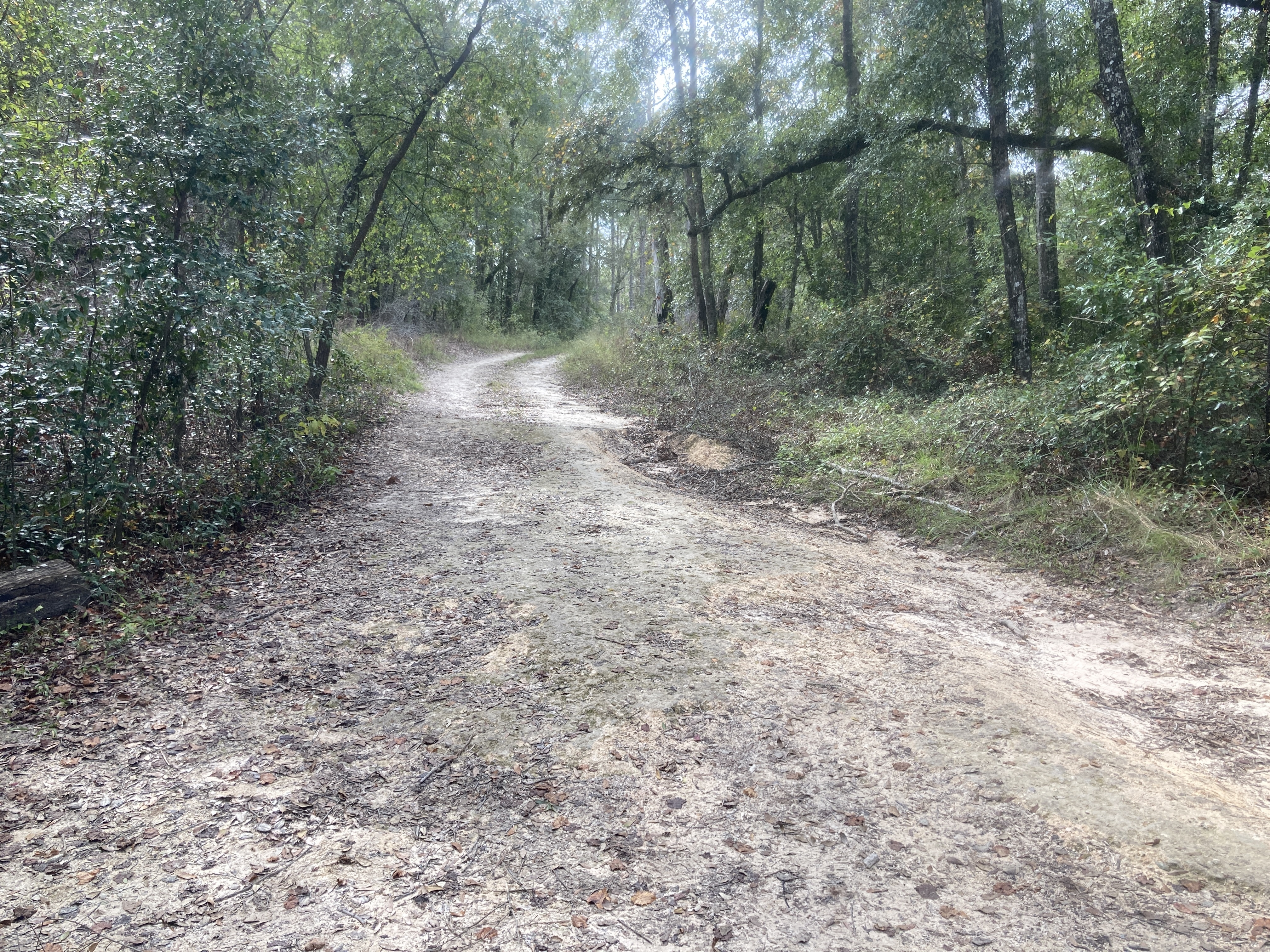 Road, Sullivan Launch, Withlacoochee River 2023-10-19