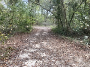 [Driveway, Sullivan Launch, Withlacoochee River 2023-10-19]