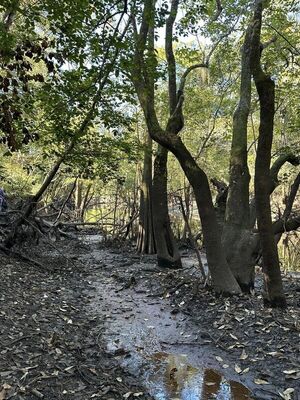 [The slough cleaned up --Russell Allen McBride]