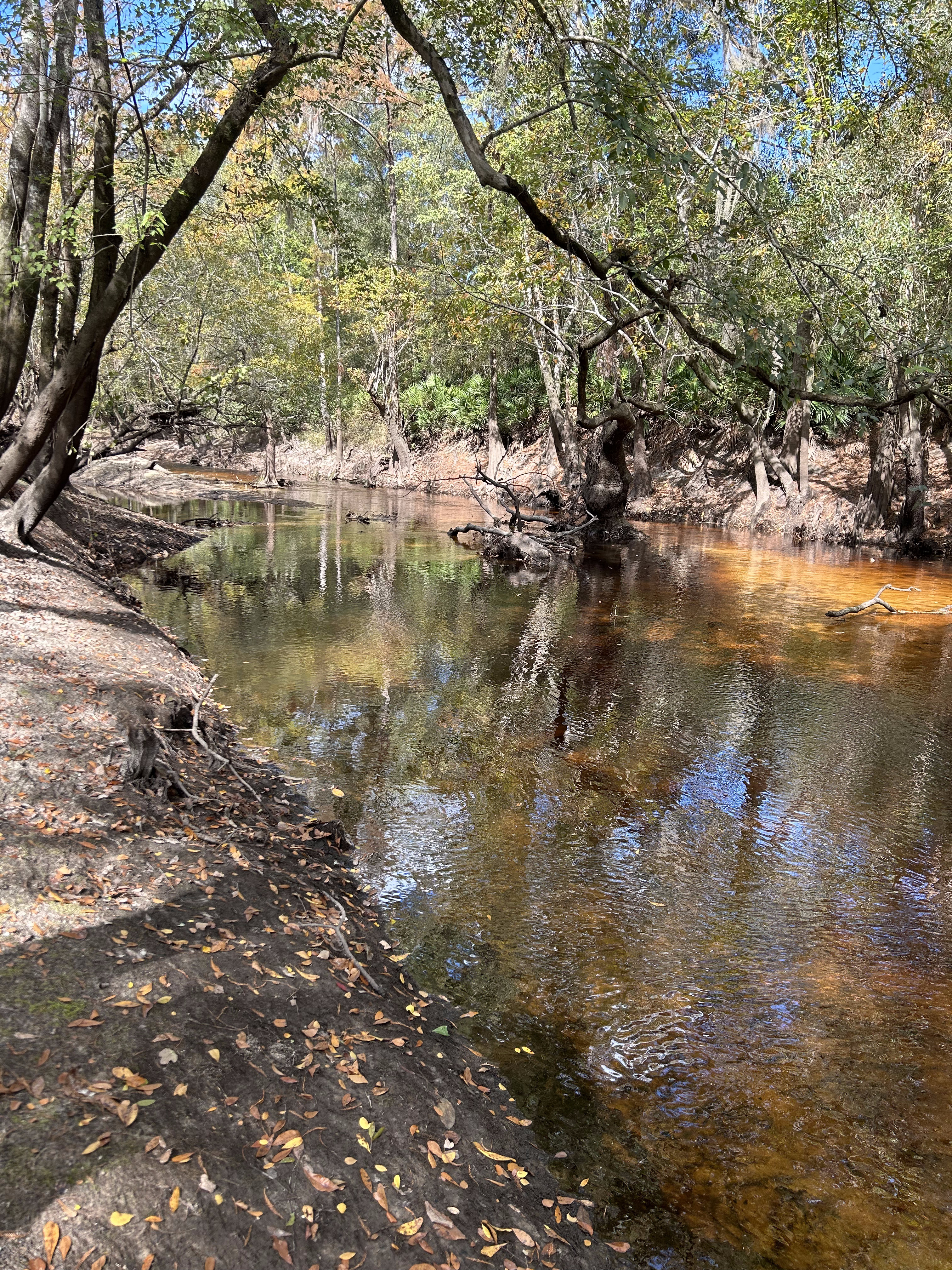 Franklinville downstream, Withlacoochee River @ Frankinville Road 2023-10-26