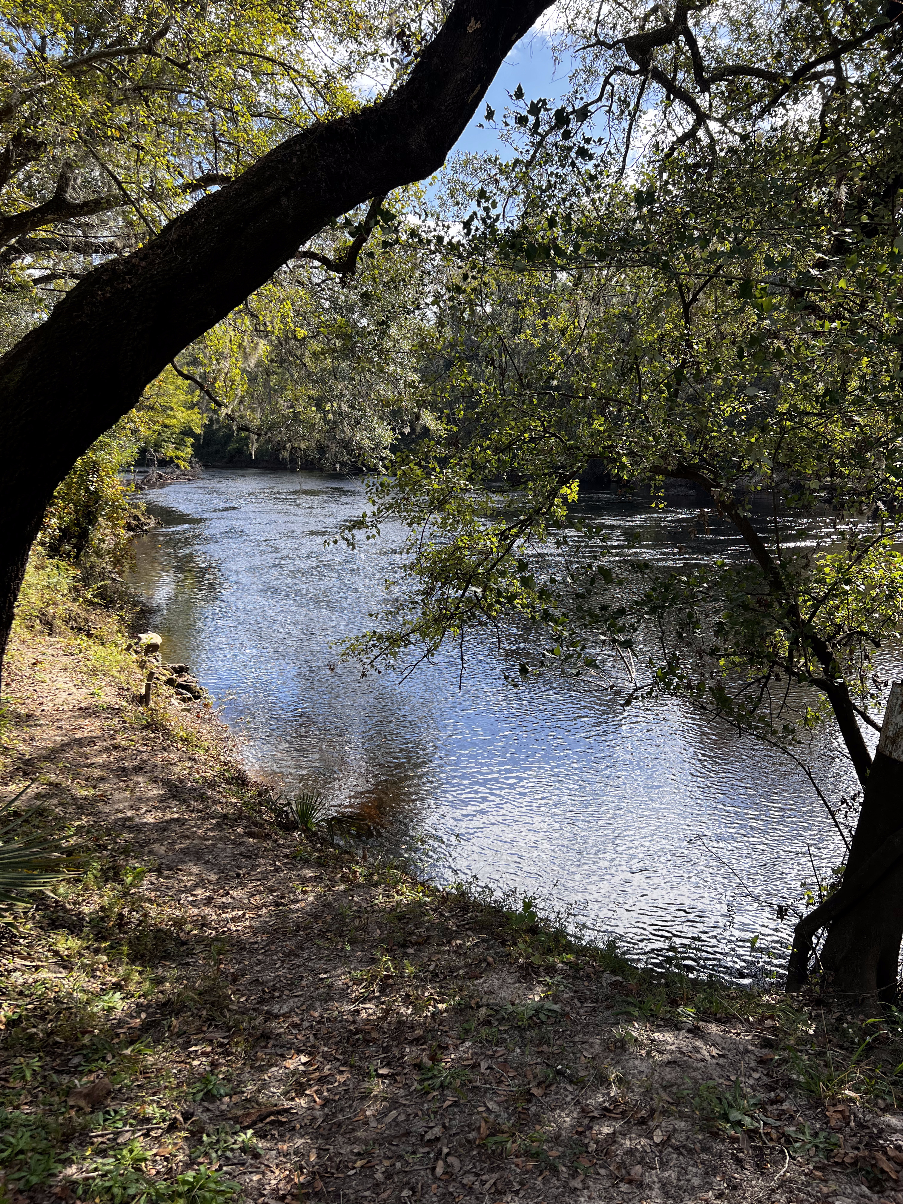 Holly Point downstream, Withlacoochee River @ NE Withla Bluffs Way 2023-10-26