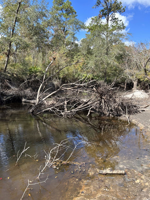 [Deadfall, Langdale Park Boat Ramp, Withlacoochee River @ North Valdosta Road 2023-10-26]