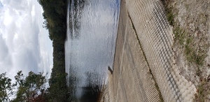 [Royal Springs Ramp downstream, Suwannee River @ 157 Drive 2023-10-26]