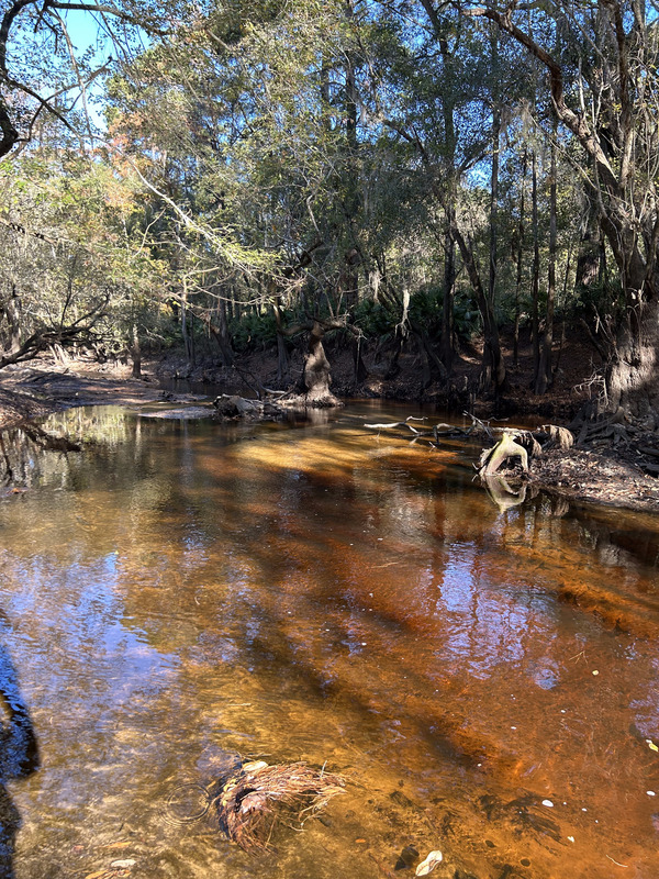 Downstream, Franklinville, Withlacoochee River 2023-11-02