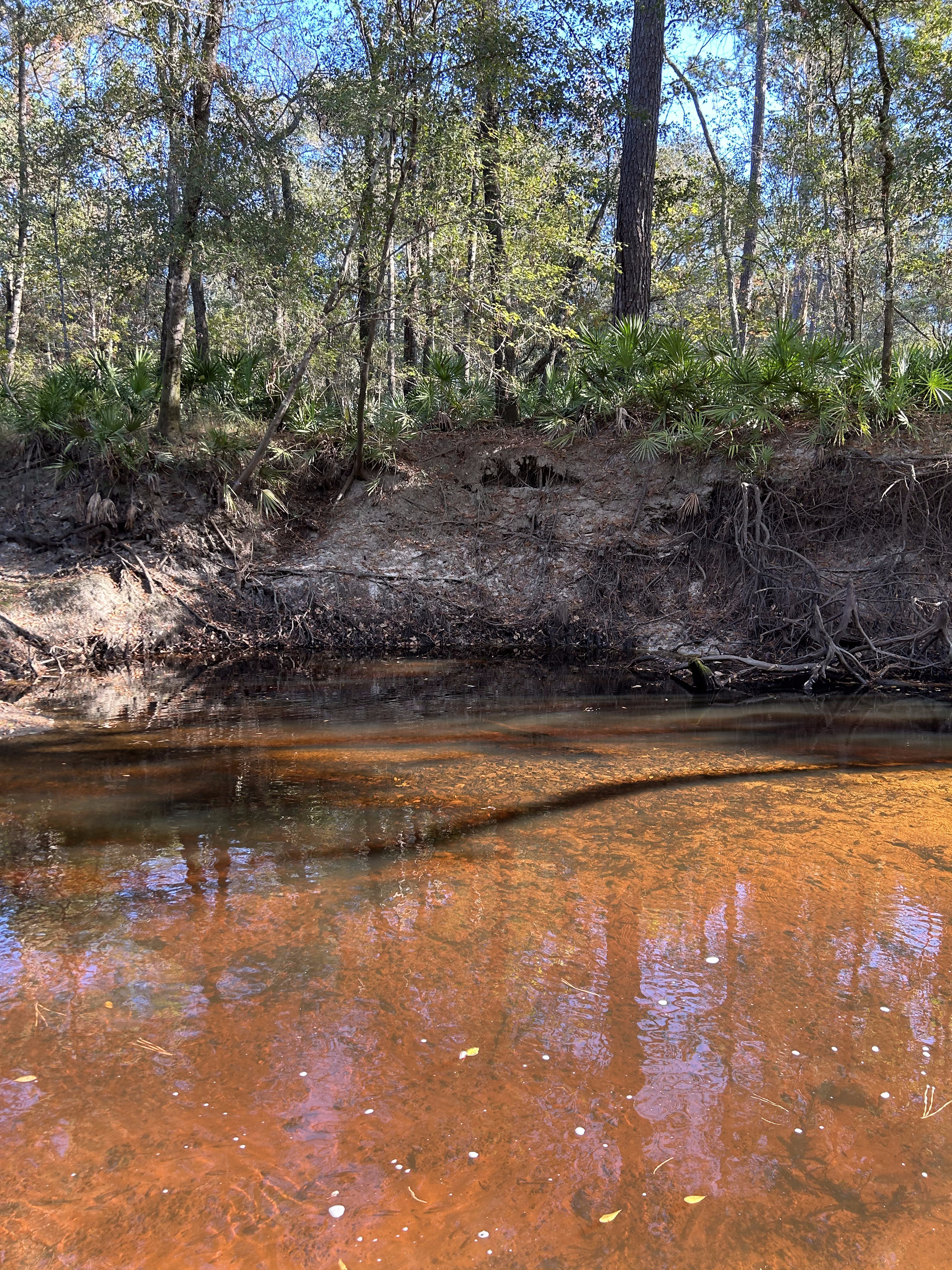 Across, Franklinville, Withlacoochee River 2023-11-02