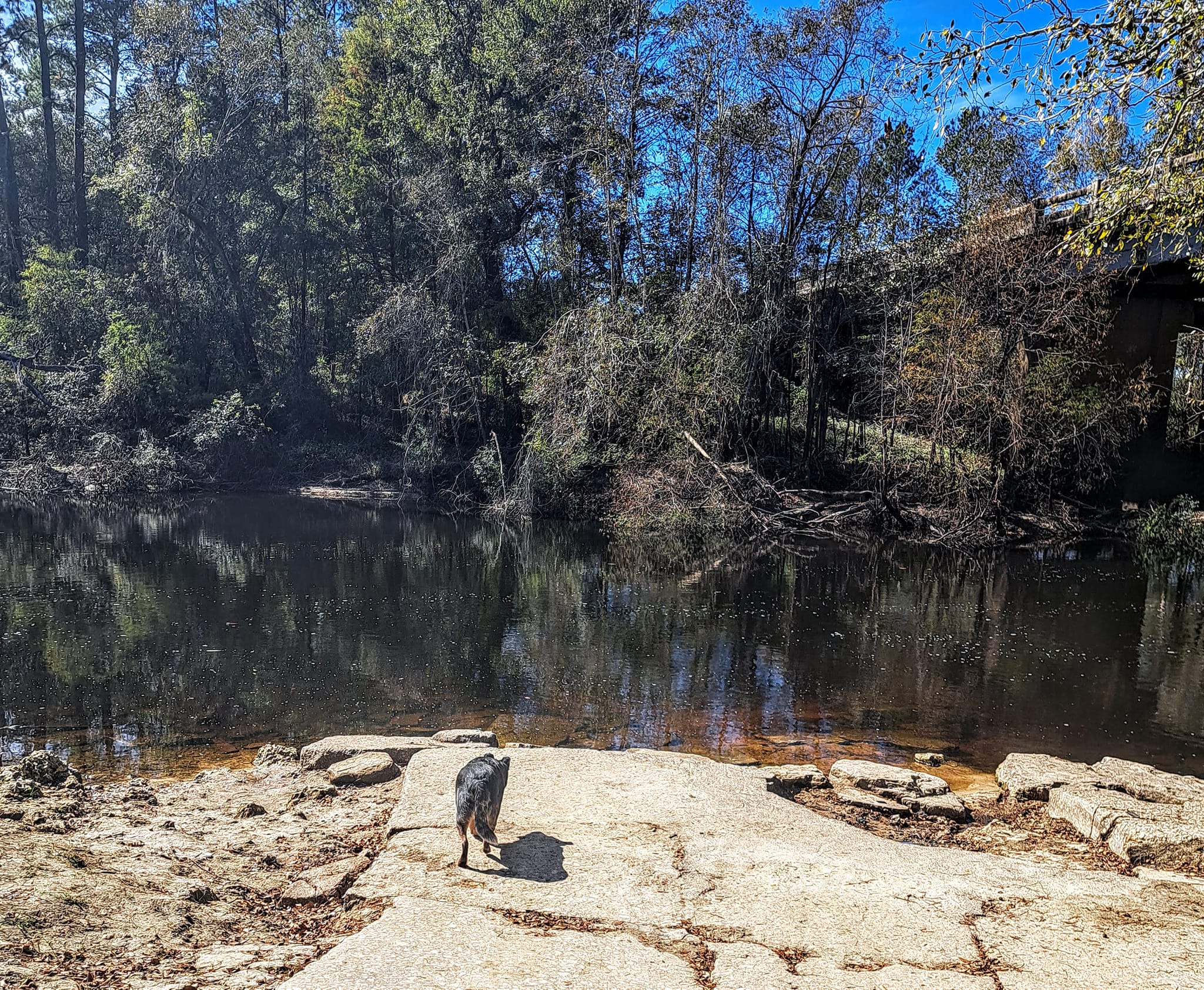 Dog, Nankin Boat Ramp, Withlacoochee River @ Clyattville-Nankin Road 2023-11-02